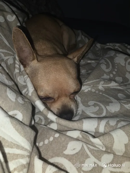 Chihuahua Transforms into Snake in Disturbing Video – AI Generated Video | Hailuo AI