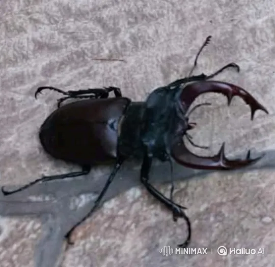 Stag Beetle Awakens and Crawls Across Stone – AI Generated Video | Hailuo AI