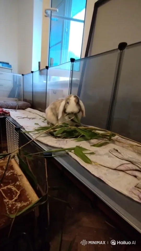 Lop-Eared Bunny Performs Joyful Binky in Enclosure – AI Generated Video | Hailuo AI