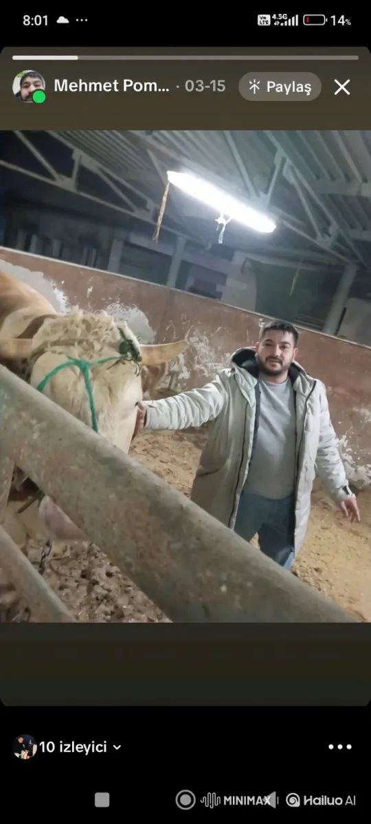 Man and Cow Bonding in Barn Setting – AI Generated Video | Hailuo AI