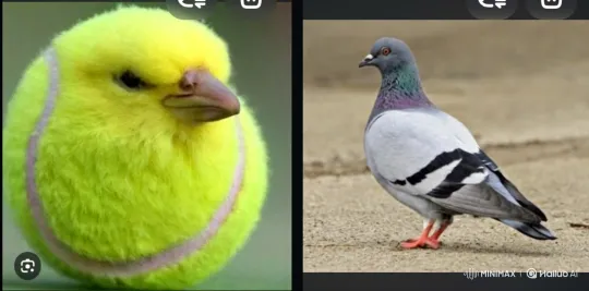 Cosmic Clash: Tennis Ball-Bird vs. Pigeon in Space – AI Generated Video | Hailuo AI