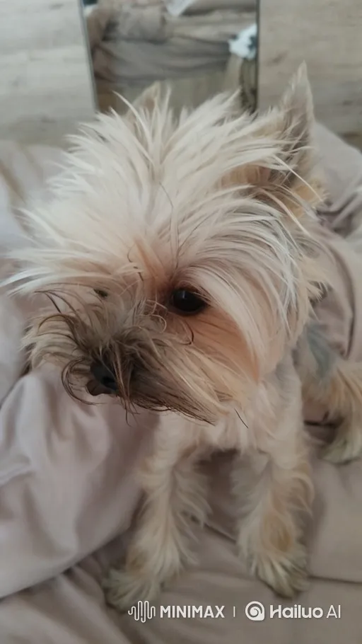 Yorkshire Terrier Accidentally Relieves Itself on Bed – AI Generated Video | Hailuo AI