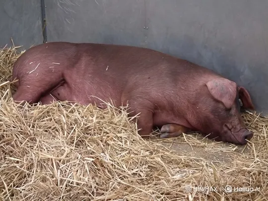 Peaceful Awakening of a Sleeping Pig in Straw – AI Generated Video | Hailuo AI