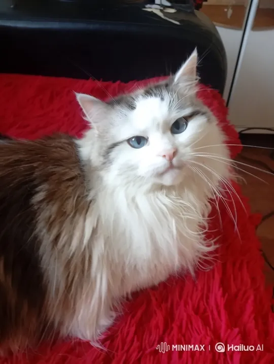 Cat Lifted by Astronauts, Titanic Hits Iceberg – AI Generated Video | Hailuo AI
