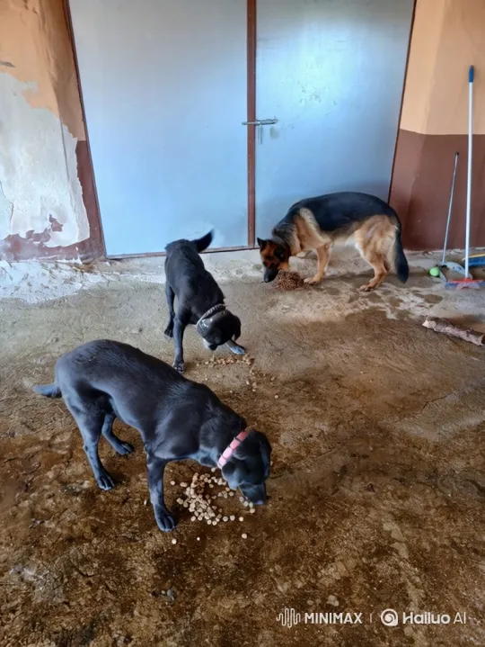 Dogs Bonding in a Garage Setting – AI Generated Video | Hailuo AI