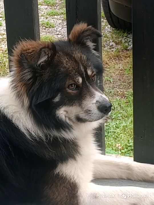 Dog Mimics Smoking, Exhales Smoke in Amusing Clip – AI Generated Video | Hailuo AI