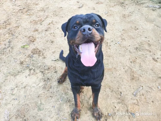 Rottweiler's Playful Lunge in Extreme Close-Up – AI Generated Video | Hailuo AI