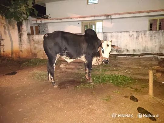 Nighttime Zebu Bull Performs Rhythmic Dance – AI Generated Video | Hailuo AI
