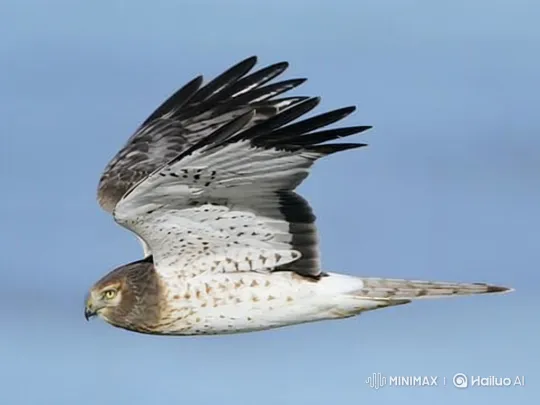 Harrier Bird in Graceful Flight Across Clear Sky – AI Generated Video | Hailuo AI