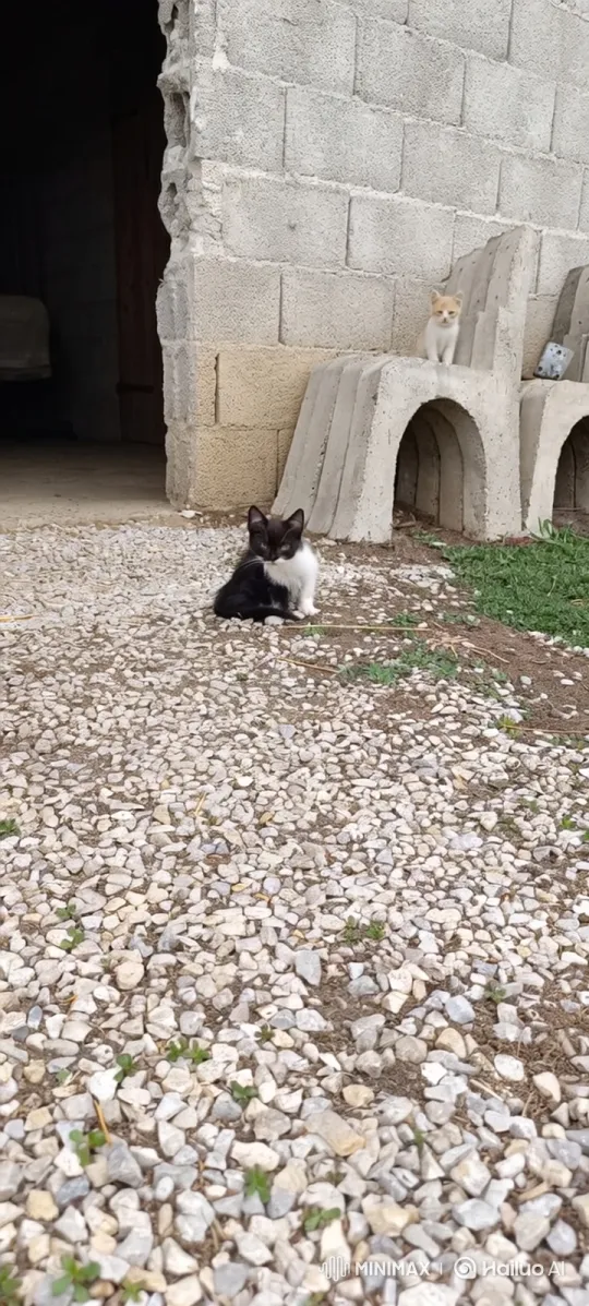 Cute Kittens Explore Outdoor Setting – AI Generated Video | Hailuo AI