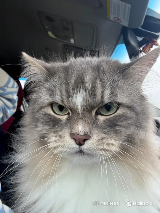 Grumpy Cat Eats Burger, Climbs Hovering Tank – AI Generated Video | Hailuo AI