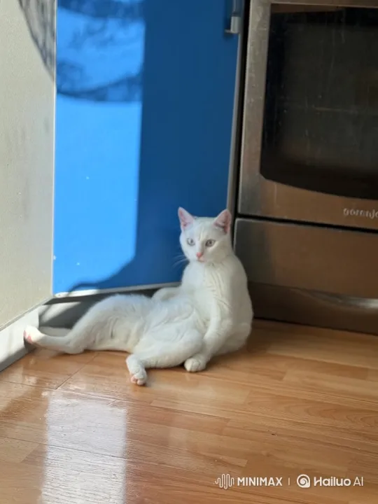 Futuristic Cat Commando Prepares for Flight – AI Generated Video | Hailuo AI