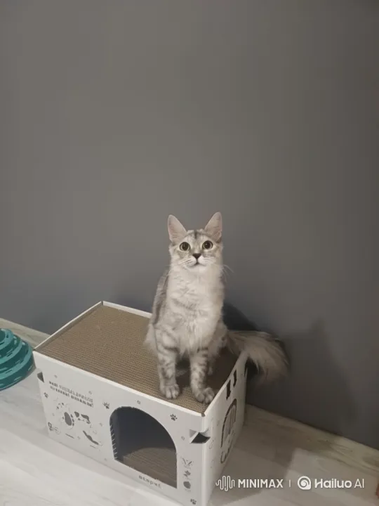 Silver-grey Tabby Cat Enacts Playful Dance on Cat House – AI Generated Video | Hailuo AI