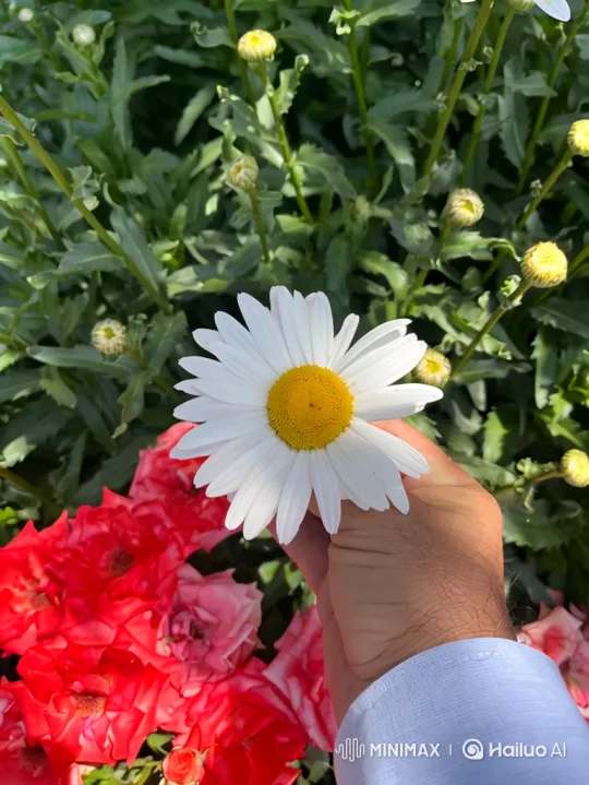 From a Daisy to the Entire Earth: A Visual Journey – AI Generated Video | Hailuo AI