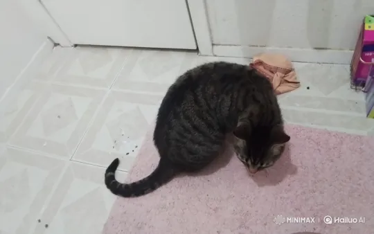 Tabby Cat Niko Curiously Eats Potato Chip Crumb Indoors – AI Generated Video | Hailuo AI