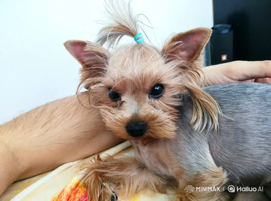 Yorkshire Terrier Watches Frog in Floating Soap Bubble – AI Generated Video | Hailuo AI