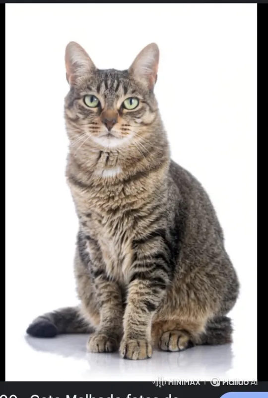 Tabby Cat Performing Playful Dance on Reflective Surface – AI Generated Video | Hailuo AI