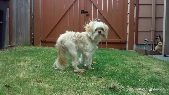 Dog Chases Rabbit Across Backyard – AI Generated Video | Hailuo AI