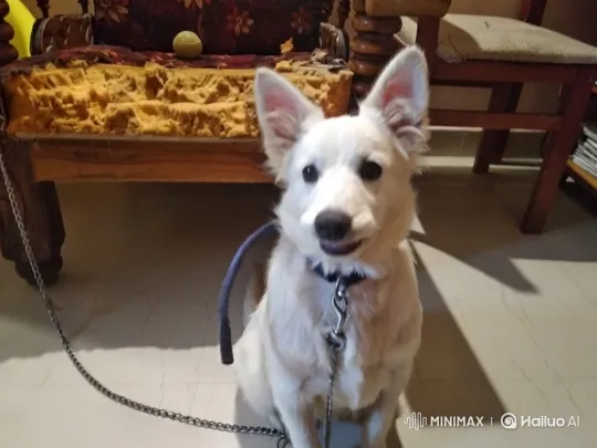 Fluffy White Dog Smiles and Walks with Leash – AI Generated Video | Hailuo AI