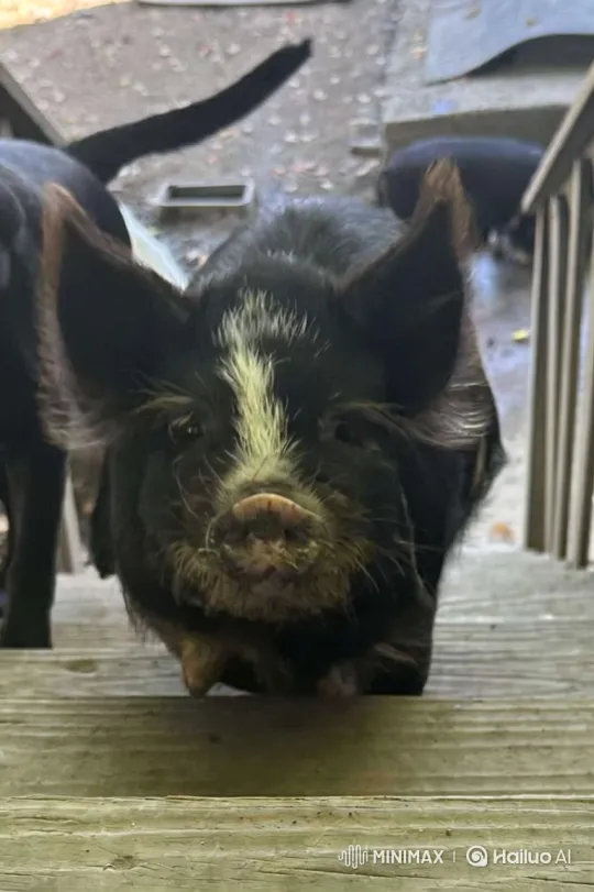 Pig Warrior's Glitch Transformation in Sacred Cave – AI Generated Video | Hailuo AI